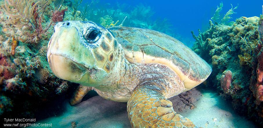 NWF's tweet photo. Loggerhead flippers have scales that allow them to "walk" on the ocean floor: http://t.co/9LjueJK808 #ESDay http://t.co/rzXwrlLbkk