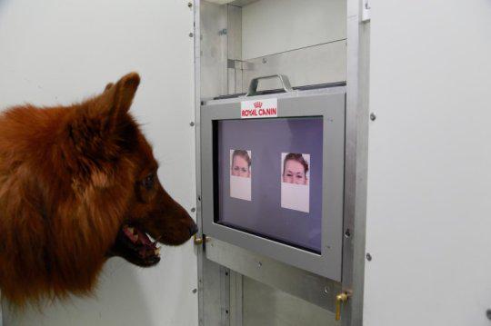 #dogs can distinguish and understand the smile on your face sciencedaily.com/releases/2015/… #iflscience
