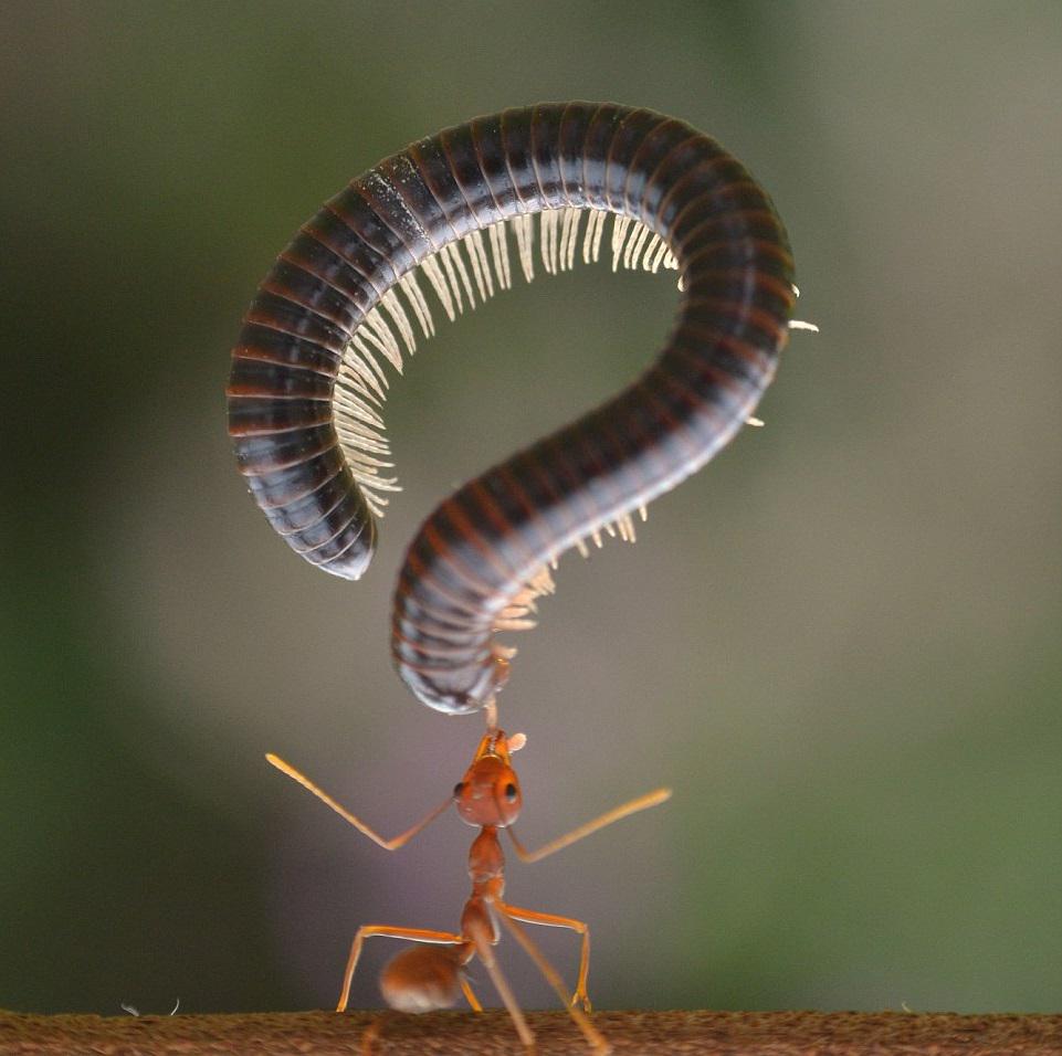 FOTOCURIOSA01's tweet photo. Hormiga equilibrando al cien pies http://t.co/o1oV91A9Xm