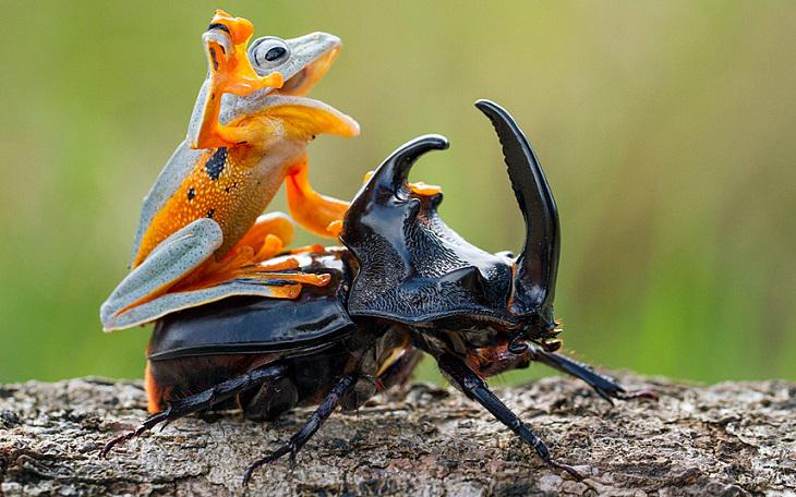 FOTOCURIOSA01's tweet photo. Rana sobre escarabajo torito, foto de Hendy Mp en las Sambas, Indonesia. http://t.co/queTnyGmhn