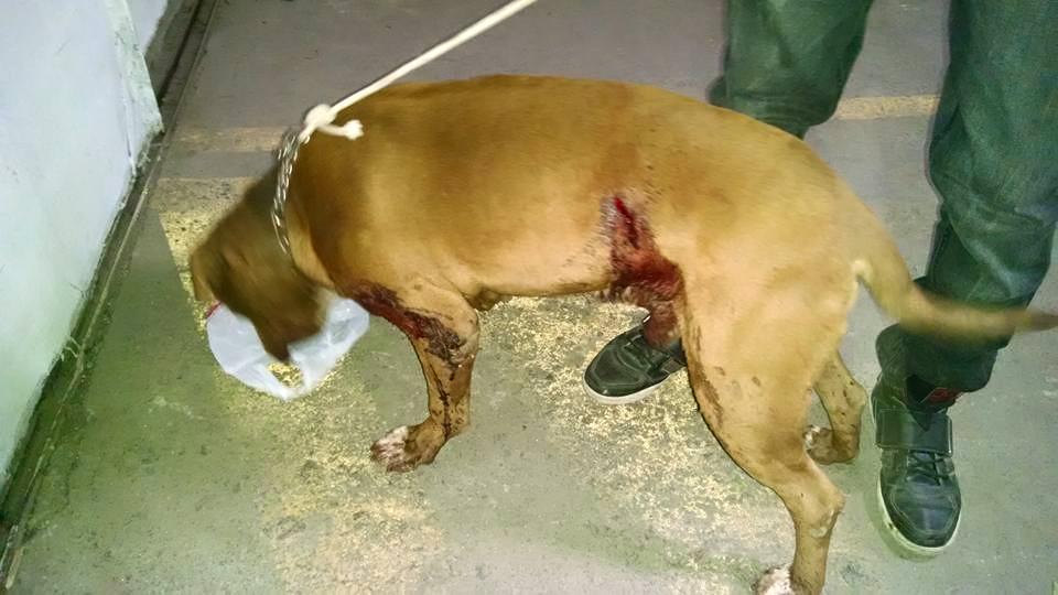 InviernoPyG's tweet photo. Urgente!Hogar permanente para perrito apuñalado, interesados contactarse con @InviernoPyG RT @jananeme  @KathySalosny http://t.co/N4trBTdtq6