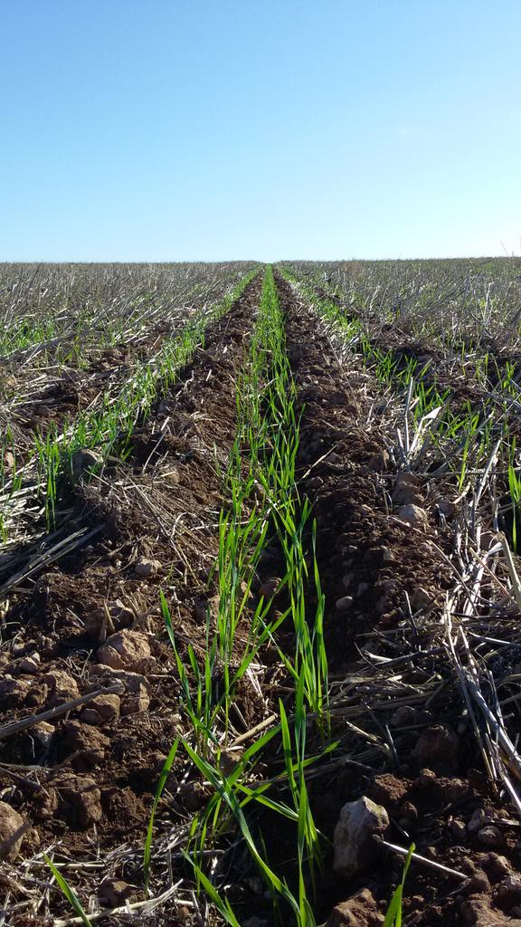 rootbootfarmer's tweet image. Off to a good start. East of Australia plains. Seeded deep onto moisture. #seedbedutilisation. #pairedrow .