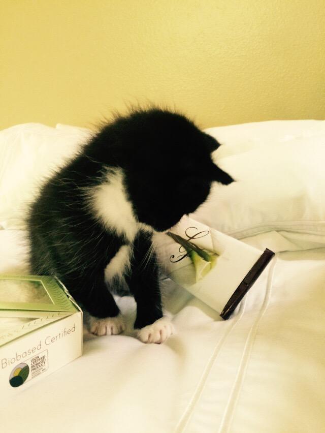 thesheetsnob's tweet photo. Nothing better than #kittens and #LivingFresh
@LivingFreshColl #sheetsnob #furryfriends #itssofluffy #socute http://t.co/CEc3GmSTKJ