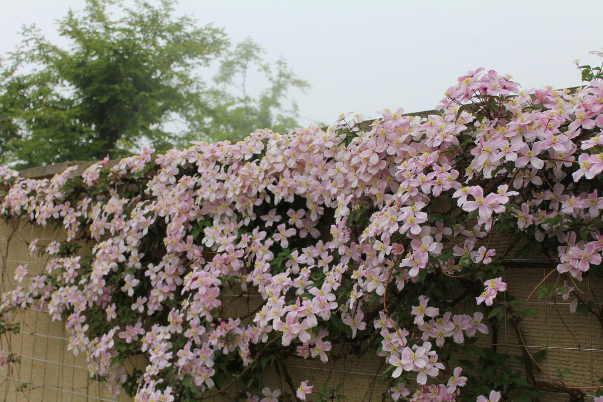 ガーデンミュージアム比叡 京都 比叡山 花 ピンクのクレマチス モンタナが花を咲かせております ピンクのクレマチス は今がピーク これから白のクレマチスが花を咲かせます Kyoto クレマチス モンタナ Http T Co Oxizqwnsxh