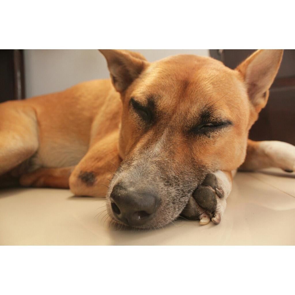 Its time to sleep💤