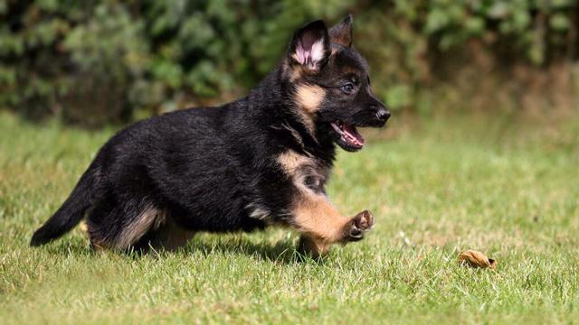 CutestDaily's tweet photo. http://t.co/wlowSmSKC9