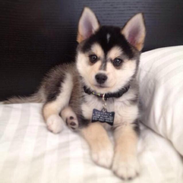 CutestDaily's tweet photo. http://t.co/fULWMfrjP1