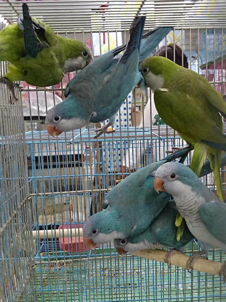 オキナインコの性格 飼い方とお迎え価格 じいちゃんの愛称で大人気 飼鳥情報サイト コンパニオンバード