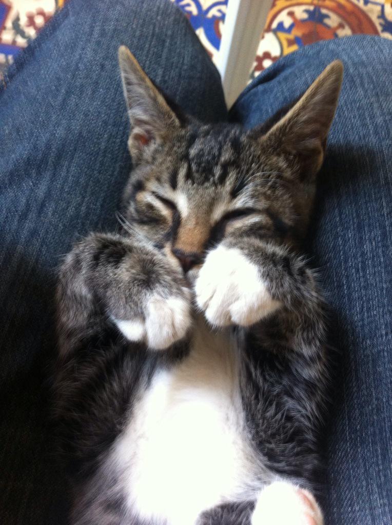 luis_sava's tweet photo. Icono de whattsapp 🙈 en gatita( se llama culo) http://t.co/6CNOJNhhVb