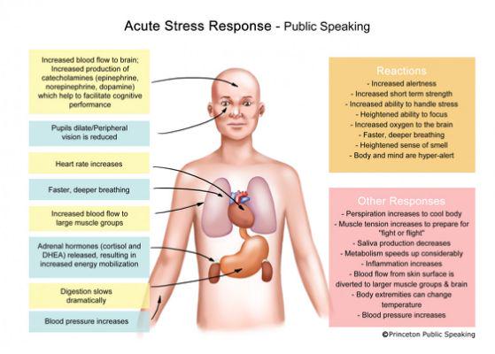 ORAPsychology's tweet photo. What happens to our body when there is an acute stressor present http://t.co/uTyPFyLPox