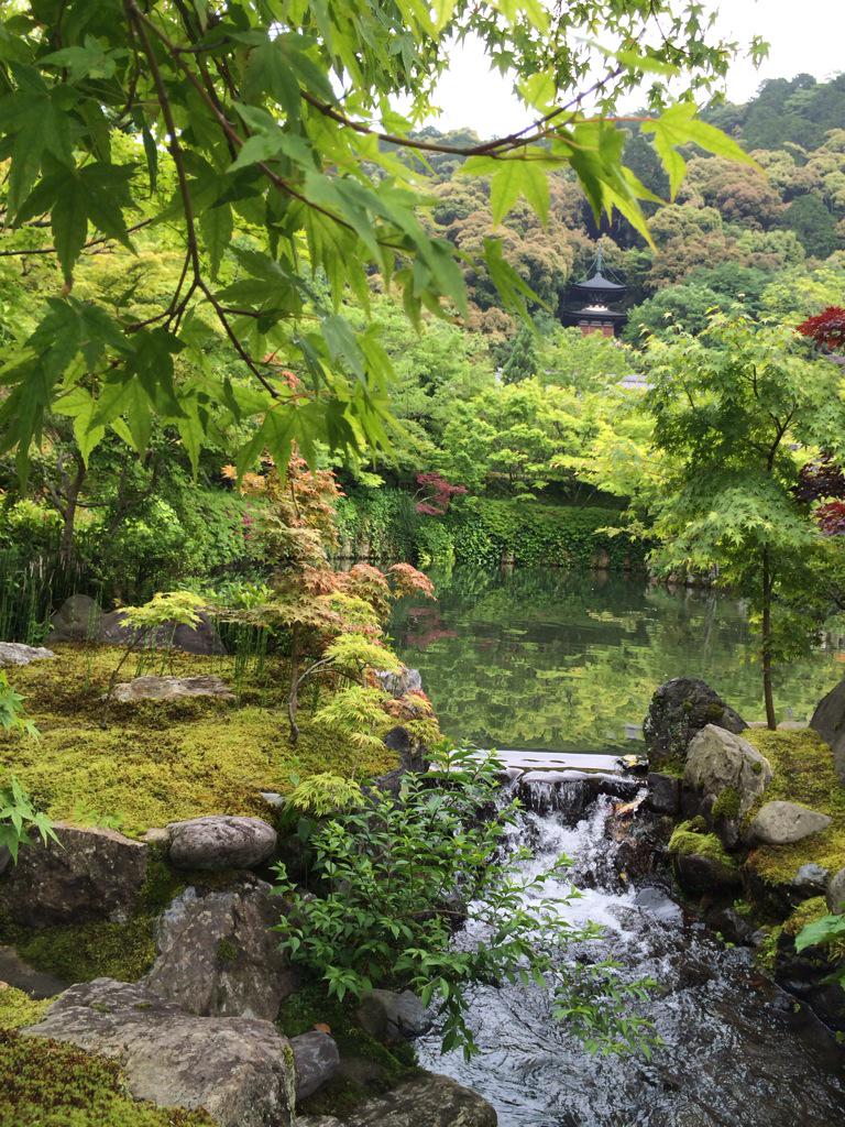 assam_h's tweet image. 京都の青もみじはきれいでした*¨*☆*