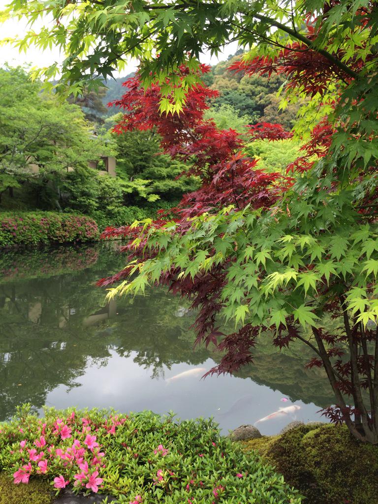 assam_h's tweet image. 京都の青もみじはきれいでした*¨*☆*