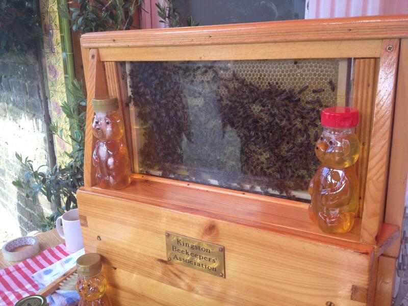 Kingston honey! 🍯🐝