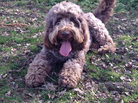 WCockapoo's tweet image. Yesterday Lottie had been missing for one whole year :'( missing from much hadam herts. Please rt