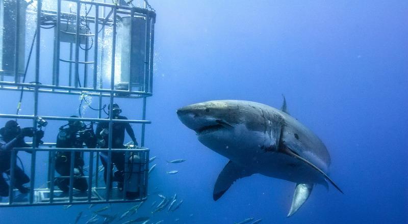 Inilah Kegiatan Wisata Paling Menantang di Dunia okz.me/ToE4