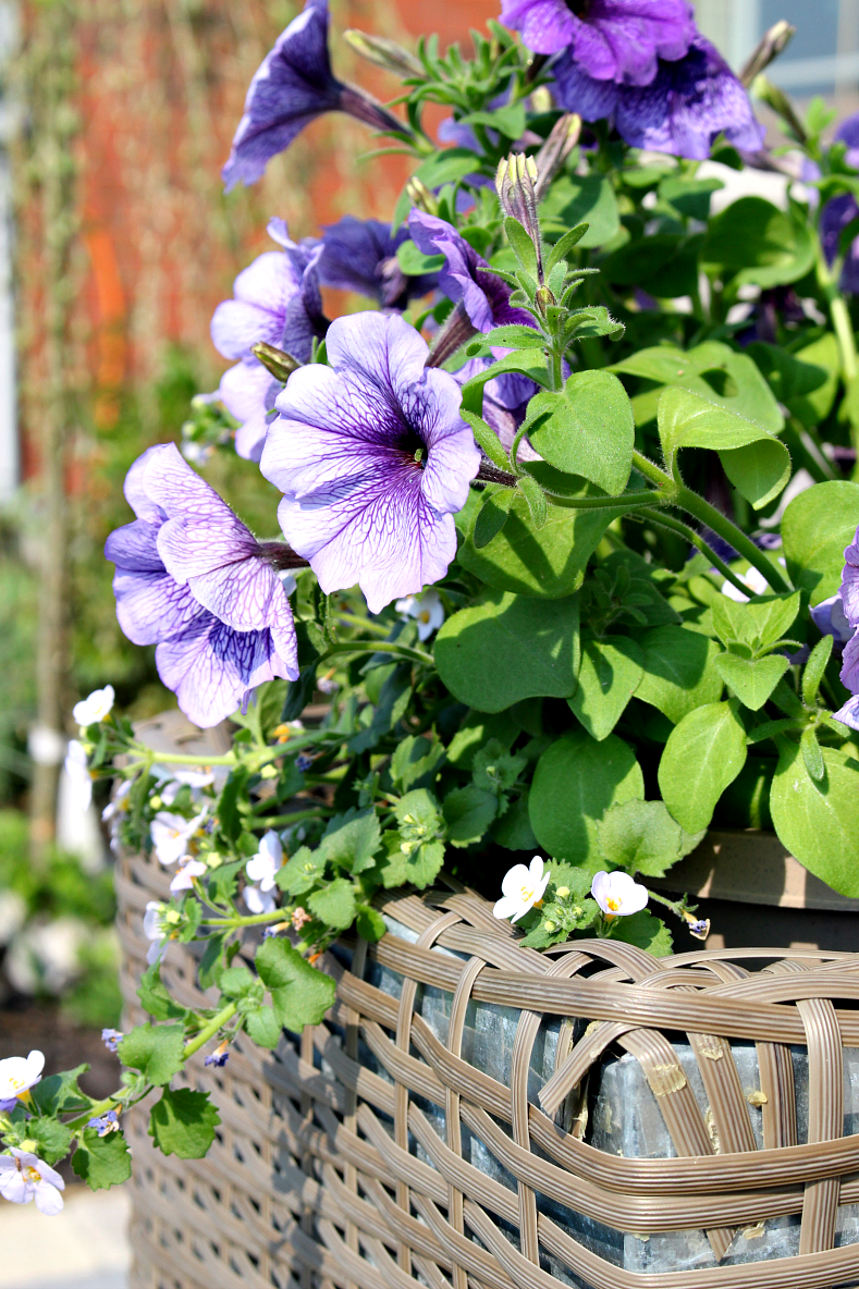 ellivenstudio's tweet photo. Our gardens are beginning to bloom! #springgardentour http://t.co/Ydnetc4sSF http://t.co/rPlf2PvU9k