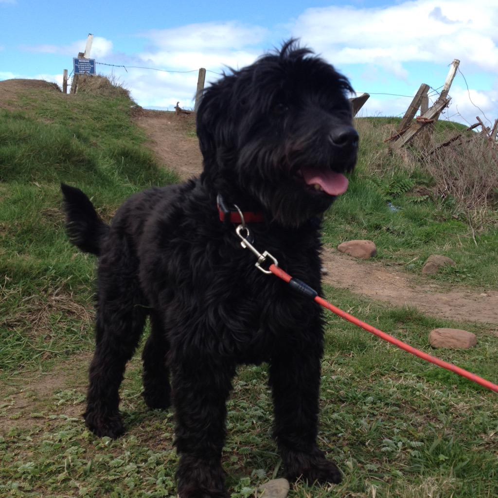 AnimalConcernW's tweet photo. Bernard is still looking for his forever home. Please RT and help him ❤️🐶 http://t.co/IwYuWzliU3