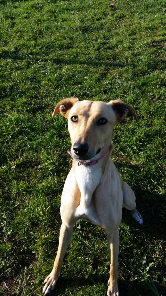 AnimalConcernW's tweet photo. SPECIAL APPEAL- Lucy is so depressed in kennels and needs a home and some TLC 💕 please RT and help her. ACW x http://t.co/LRQwSQS8ai