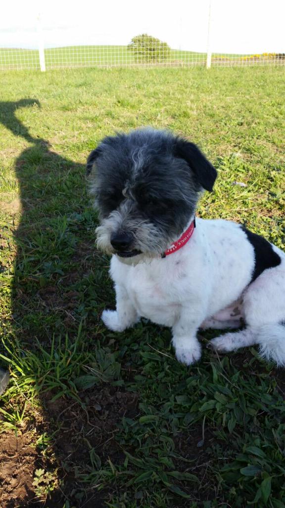 AnimalConcernW's tweet photo. Lovely little scruff has now gone to his forever home. We'll miss you gorgeous boy ☺️👋🏼❤️🐶🏡 http://t.co/MTxO1juLO7