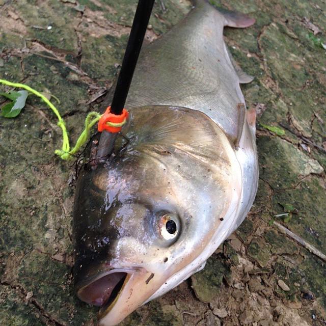 Fan Photo Submission by: bowfishstagram > Stone cold killer @countryboy3769 #bowfishstagram #bowfishing #bowfish #a…