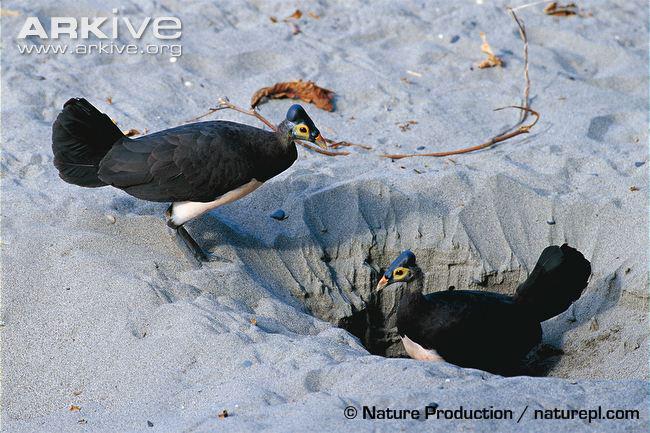Improve Kelawar A Twitter Burung Maleo Umumnya Bertelur Di Areal