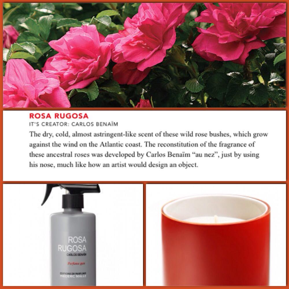 ROSA RUGOSA:its creator: Carlos Benaim.  #candle . #fredericmalle #fragrance