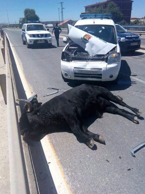 SilviaLuzHernnd's tweet photo. Sentir asco al ver al torero Sergio Blasco hacerse un selfie con un toro atropellado en Talavera #NoAlMaltratoAnimal http://t.co/HmGjGxQScW