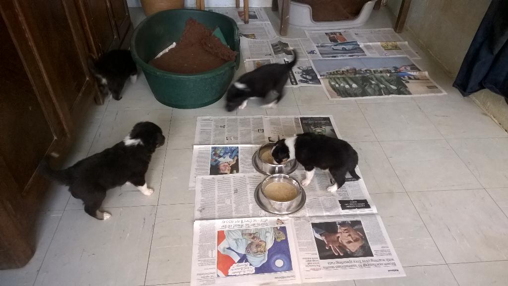 SouthYeoEast's tweet photo. Daily puppy mayhem! #BeforeTheMess... http://t.co/9g8eO9FsEq