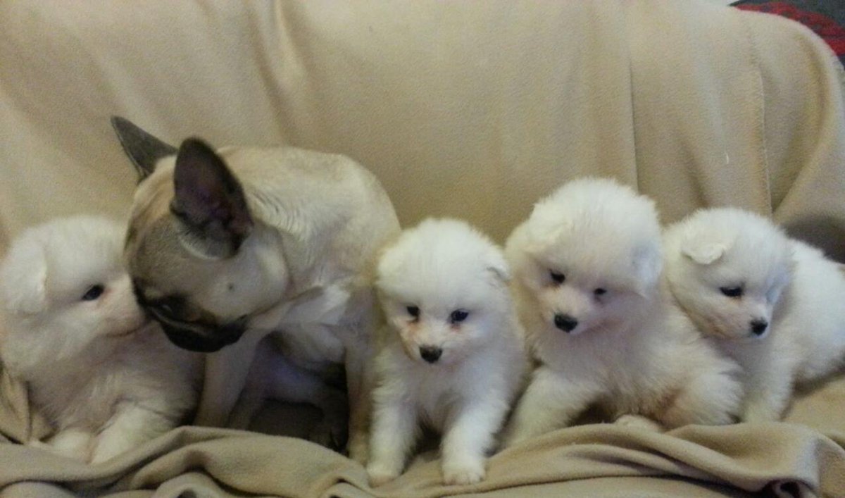 FrenchieSweep's tweet photo. I'm a French Bulldog Get Me Out of Here #OutNumbered #PlayItCool http://t.co/VsqcCbijuR