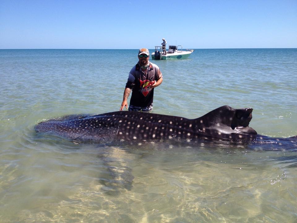 Seasaver's tweet photo. Whale shark "feeding on jelly prawn" in #Australia. What's happened to its fins? http://t.co/5aSarwOV57 #sharks http://t.co/QRpzgaTjgQ