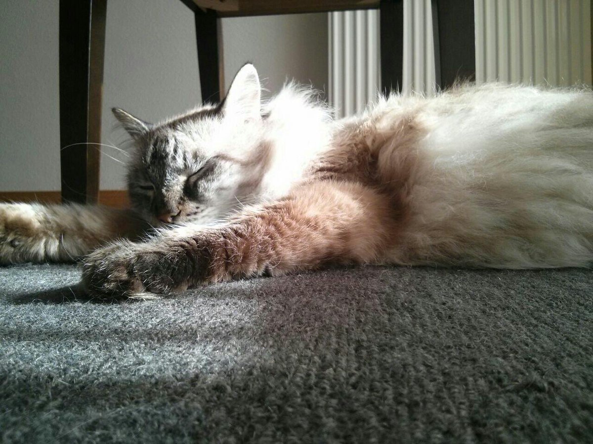 Trasston's tweet photo. Qué agotado es ser gato!! http://t.co/N5cXdrbdf6