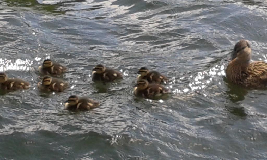 PascaleExeter's tweet photo. ooops, that's a close call -nearly ended up in the canal #markingwalk. Spot the ducklings... http://t.co/rWl2uOmSu2