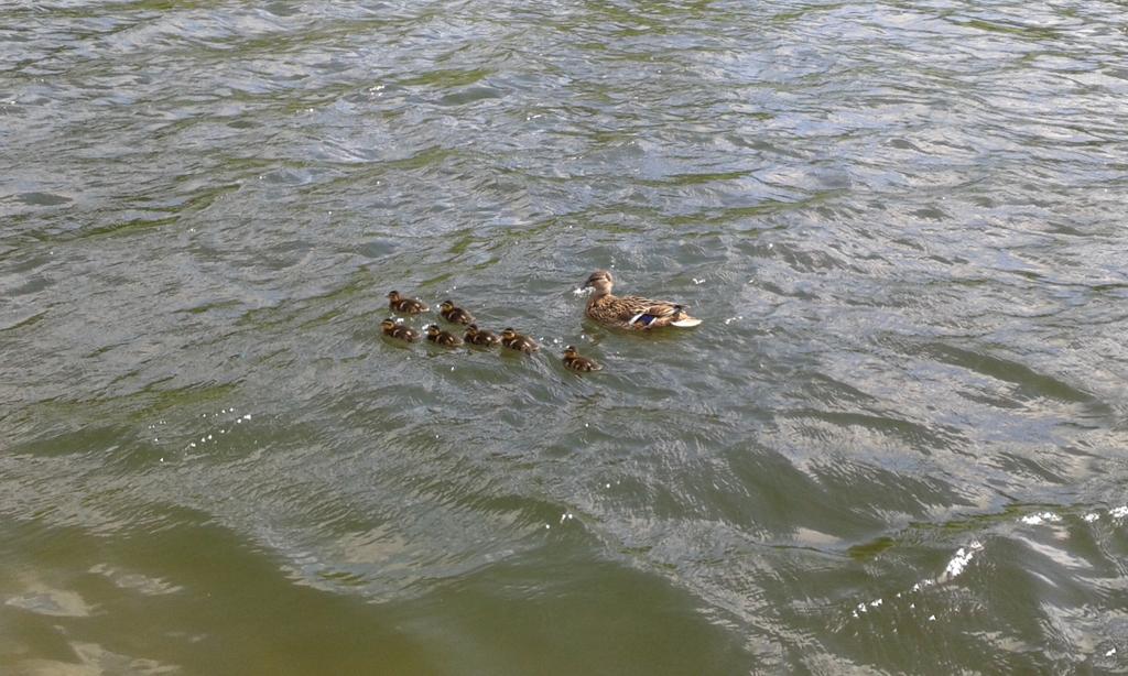PascaleExeter's tweet photo. ooops, that's a close call -nearly ended up in the canal #markingwalk. Spot the ducklings... http://t.co/rWl2uOmSu2