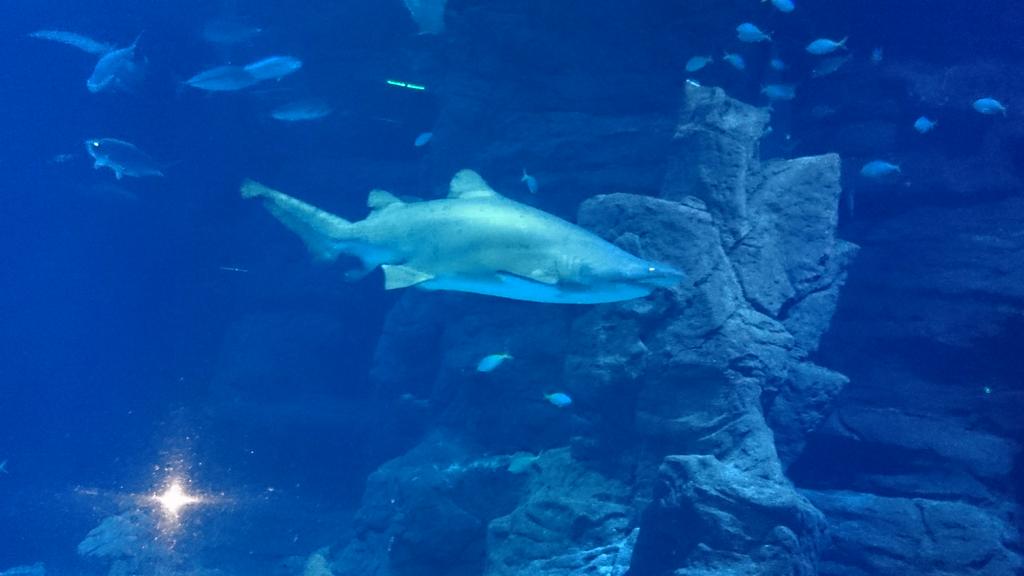 anas_offf's tweet image. Lui c'est le boss, il gère les bailles