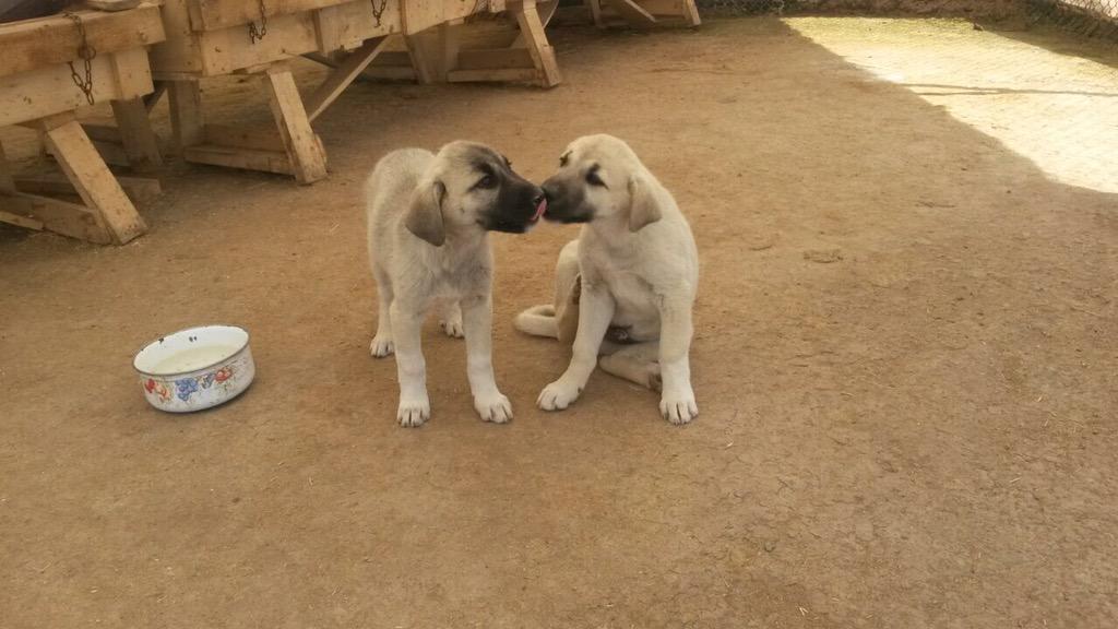 Ailemizin iki yeni üyesi #ida ve #tor daha 61 günlükler. #kangal ın gözdeleri <a href="/armaganportakal/">Armagan Portakal</a>