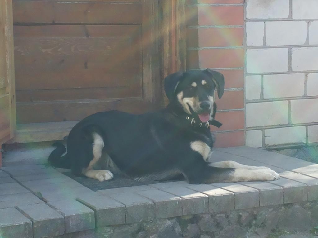 esteree's tweet photo. Džerim jaunas mājas! Paldies @VetAprupe http://t.co/FRDdGefiTs
