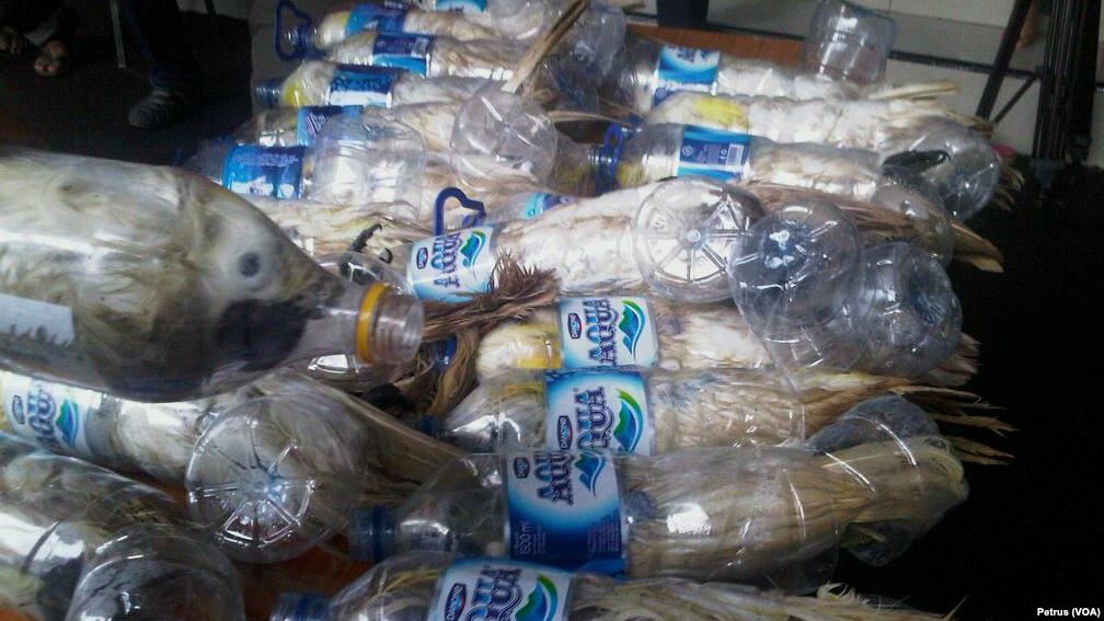 cutie_darwin's tweet photo. how can human do this to animals? #savejambulkuning. Stop hurting animals and help them from extinction. http://t.co/sVtUKqZ6od