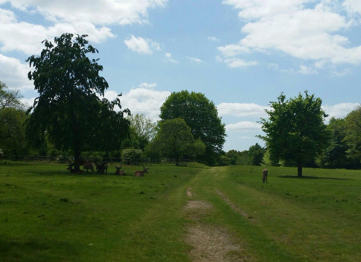 hannahwaters88's tweet photo. Beautiful day for a run in Richmond Park. #deer #nowturnaround http://t.co/mX7KPhBTw0