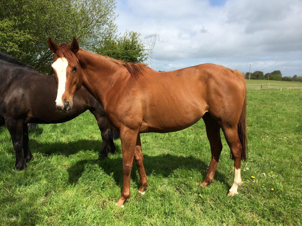 emilymacm's tweet photo. Caprichosa who was covered by Pour Moi enjoying some sunshine at Lambertstown stud http://t.co/vM8J3WoNnA