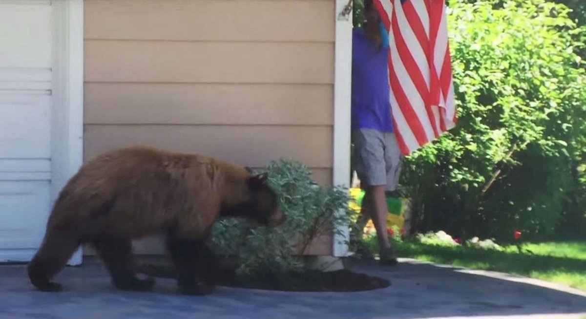 Independent's tweet photo. Man and bear walk into each other, are equally terrified http://t.co/7Gm4b167H7 http://t.co/27mhO0A6UI