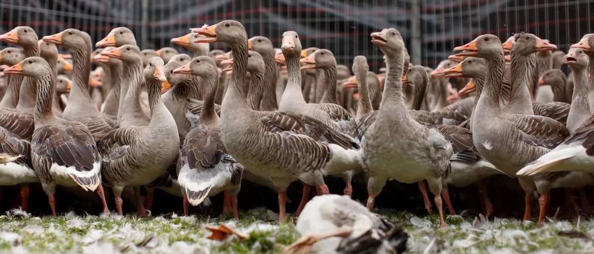 Permalink voor ingesloten afbeelding