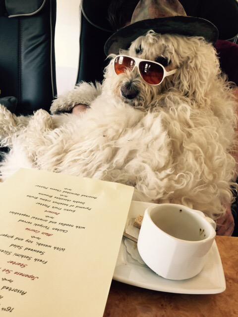 goodboyspencer's tweet photo. Snuck on the plane. Pretty sure @robbiewilliams didn't notice http://t.co/idX3RyAbNv