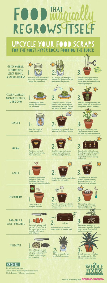 TanyaSerbia's tweet photo. #Food That Magically
#Regrows Itself http://t.co/rwPCkylcBS