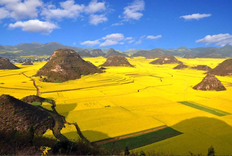 ElodieDie's tweet photo. Champs de colza Luoping-chine http://t.co/semjt3JOED