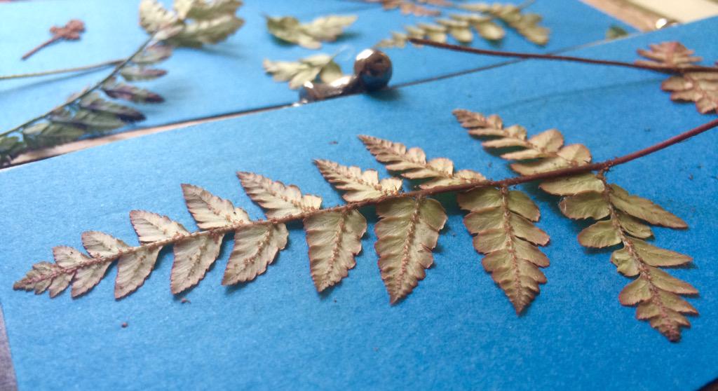 HelenAhpornsiri's tweet image. And a new assortment  going in! #fern #pressedleaf