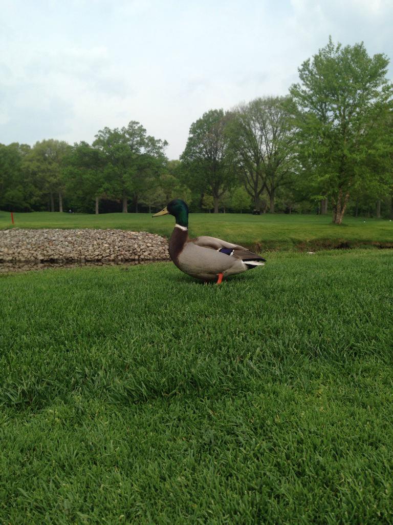 TZevotek's tweet photo. Randy the duck hanging out on 5 east http://t.co/DJDB6lNYki