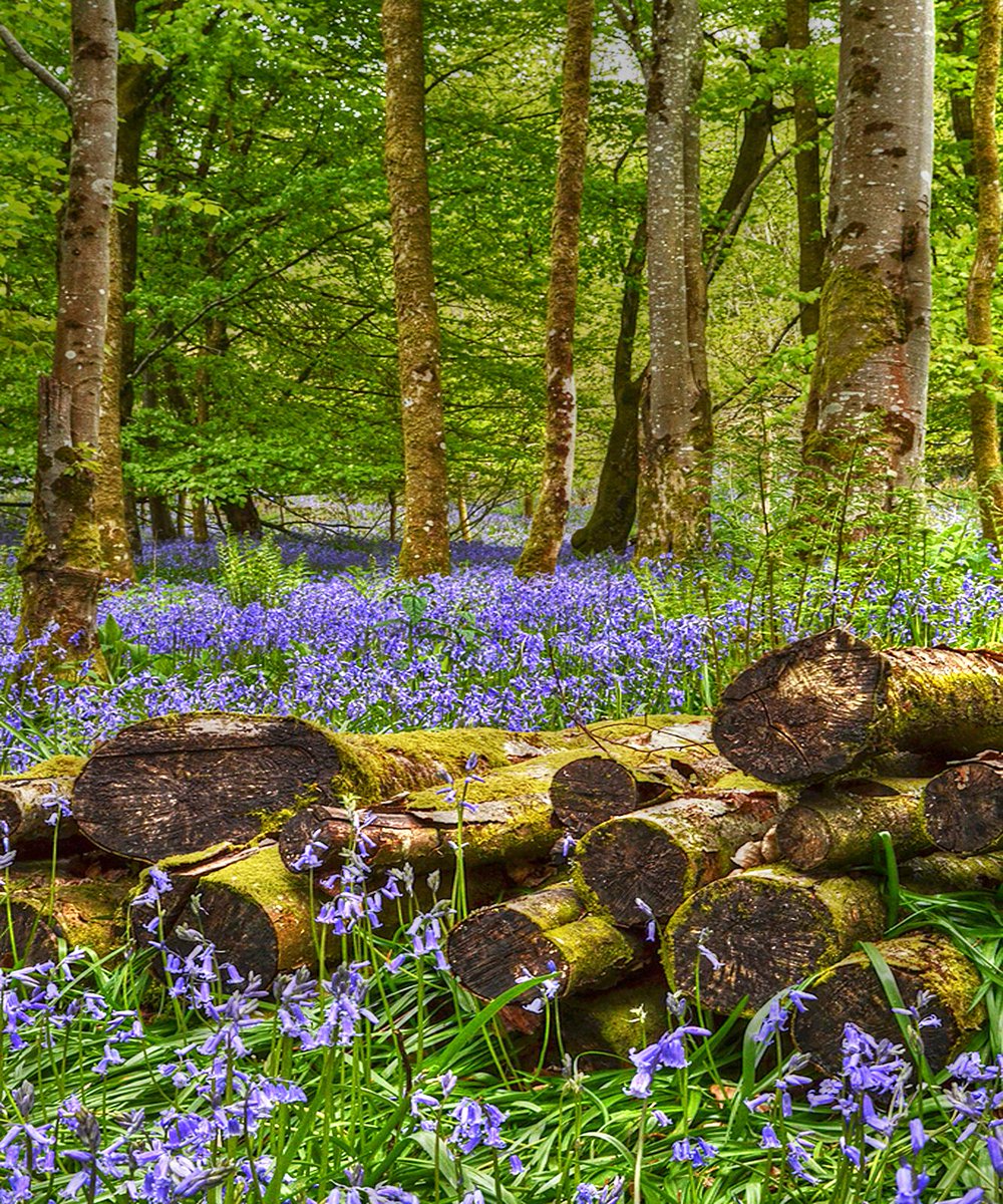 Bluebell Wood <a href="/Carmjournal/">Carmarthen Journal</a> <a href="/NTWales/">Niaz Taj</a> <a href="/LlanelliStar/">Llanelli Star</a> <a href="/WoodlandTrust/">WoodlandTrust</a> #bluebells #woodland <a href="/Dinefwr_Castle/">Dinefwr Castle Woods</a> <a href="/WTSWW/">WildlifeTrustSWWales 🦡🐬</a> <a href="/WTWales/">Wildlife Trusts Wales</a>