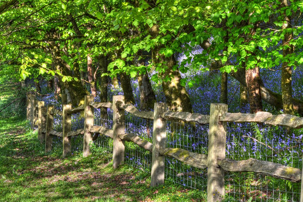 Bluebell Wood <a href="/Carmjournal/">Carmarthen Journal</a> <a href="/NTWales/">Niaz Taj</a> <a href="/LlanelliStar/">Llanelli Star</a> <a href="/WoodlandTrust/">WoodlandTrust</a> #bluebells #woodland <a href="/Dinefwr_Castle/">Dinefwr Castle Woods</a> <a href="/WTSWW/">WildlifeTrustSWWales 🦡🐬</a> <a href="/WTWales/">Wildlife Trusts Wales</a>