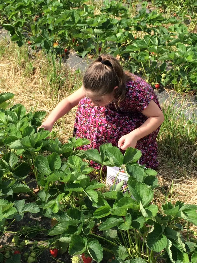 messicksmarket's tweet photo. Some early morning pickers on the farm today! Pick-your-own strawberries and ice cream today! http://t.co/cEM0fz5hKN