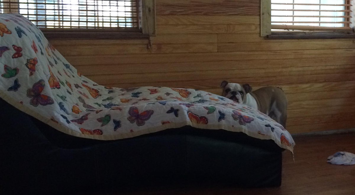 CooperBulldog's tweet photo. Mom the blanket is on so can I get on it http://t.co/5Sp5PCFyPD